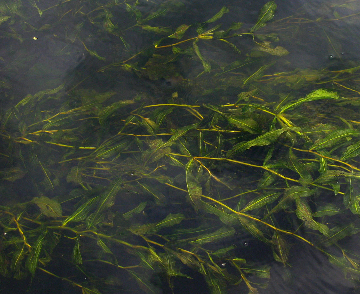 Image of Potamogeton × babingtonii specimen.
