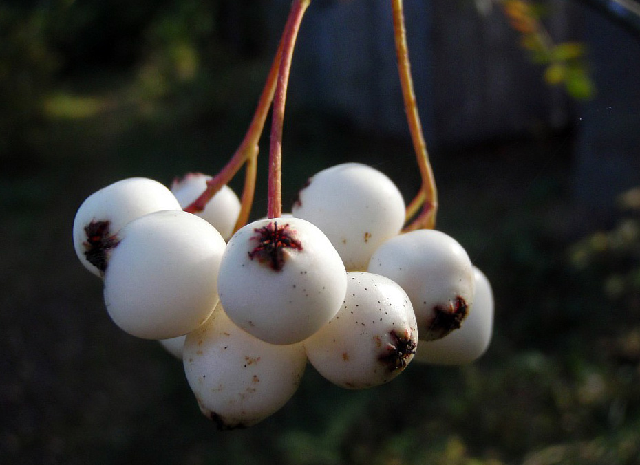 Изображение особи Sorbus koehneana.