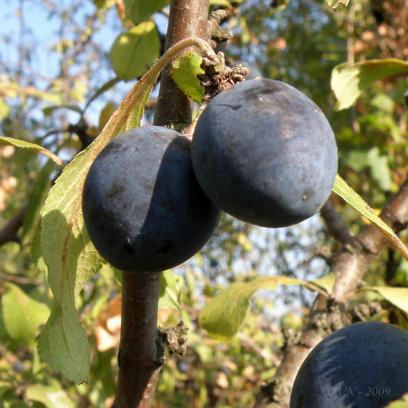 Изображение особи Prunus spinosa.