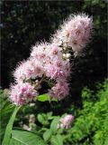 Spiraea salicifolia. Соцветие. Санкт-Петербург, Петергоф, городское озеленение. 01.07.2009.