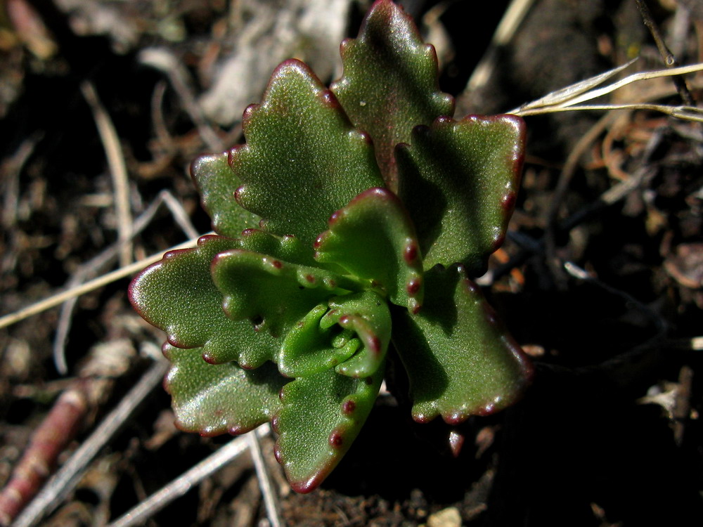 Image of Aizopsis hybrida specimen.