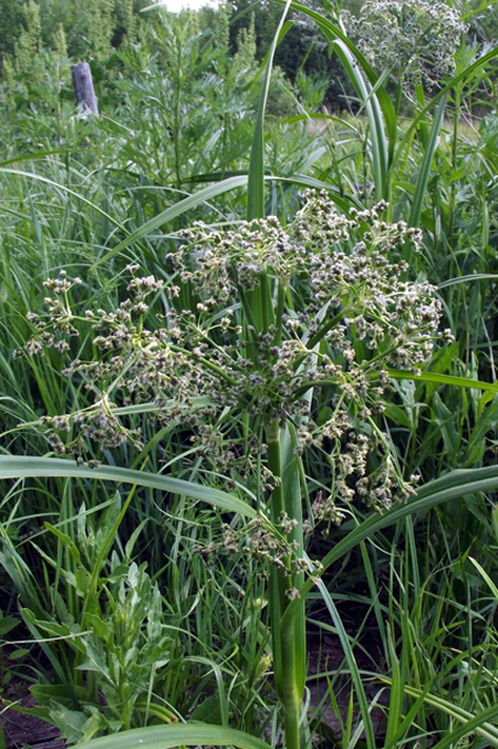 Image of Scirpus sylvaticus specimen.