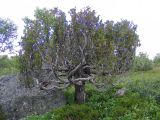 Juniperus niemannii. Крупное древовидное растение в лесотундре. Кольский п-ов, окр. пос. Туманный, берег Верхнесеребрянского вдхр. 21.07.2008.
