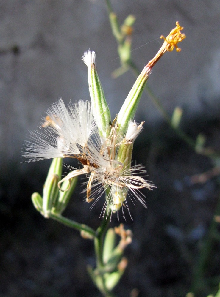 Изображение особи Chondrilla juncea.