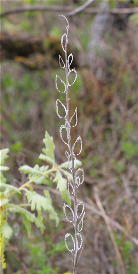 Изображение особи Fibigia eriocarpa.