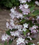 Deutzia × rosea. Часть цветущей ветви. Германия, г. Кемпен, в парке. 08.05.2012.