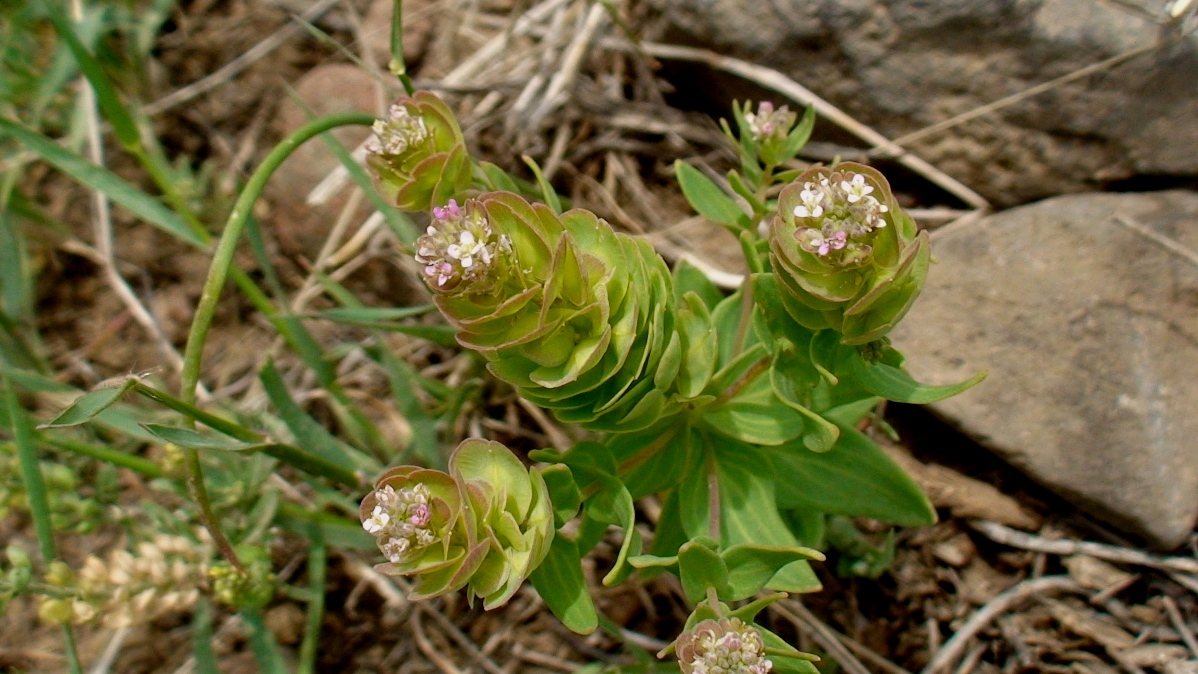 Image of Aethionema arabicum specimen.