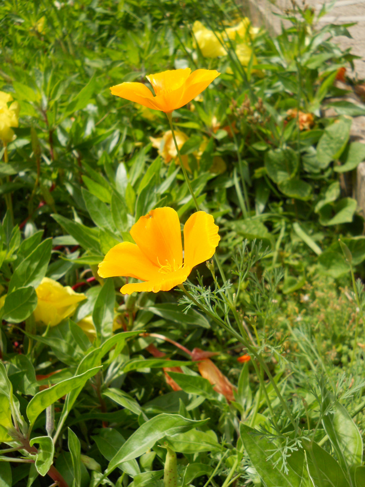 Image of Eschscholzia californica specimen.