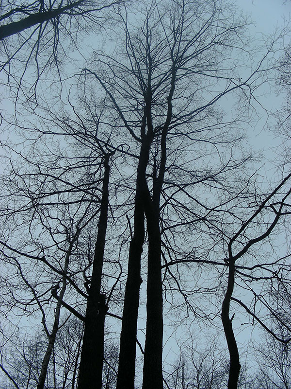 Image of Alnus glutinosa specimen.
