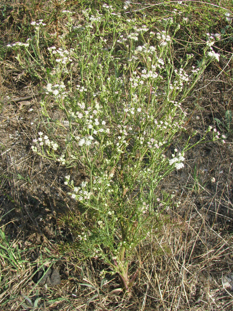 Image of Seseli arenarium specimen.