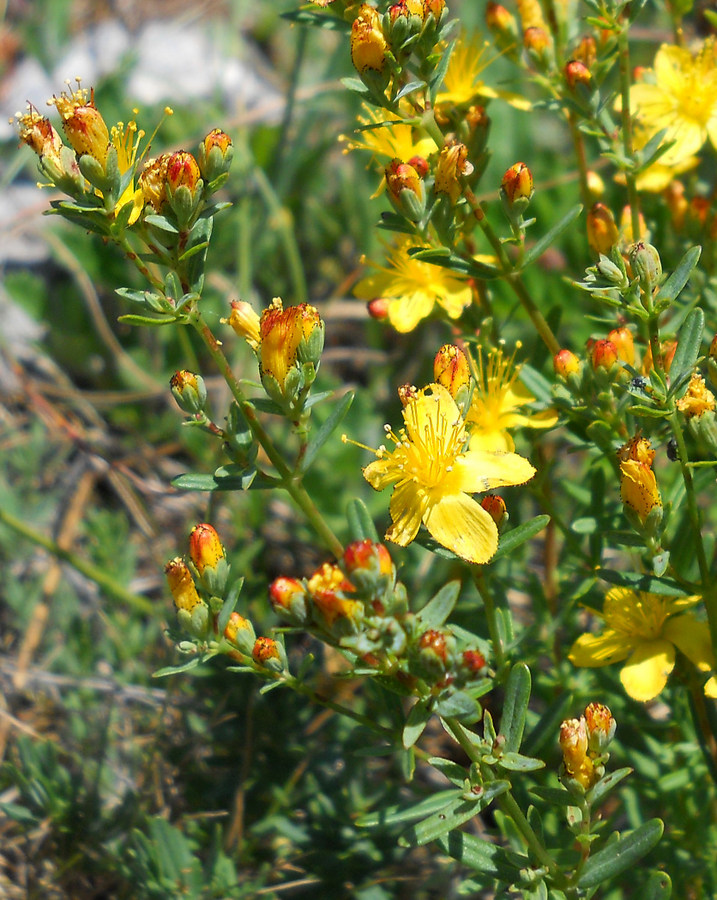 Изображение особи Hypericum linarioides ssp. alpestre.