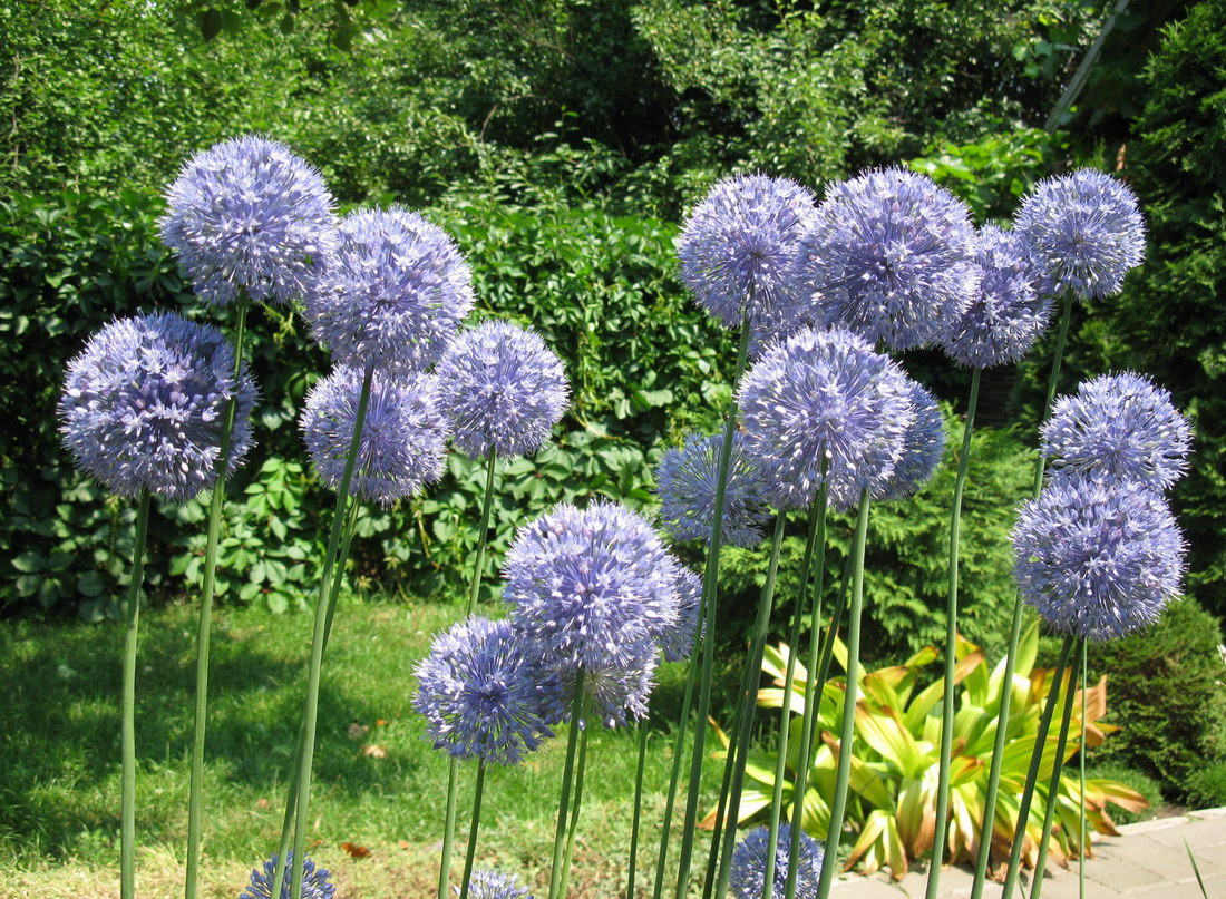 Изображение особи Allium caeruleum.