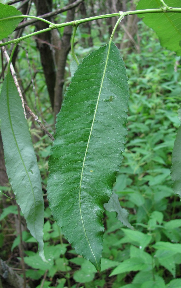 Image of Salix triandra specimen.