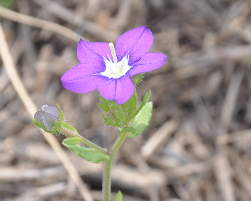 Image of Legousia speculum-veneris specimen.