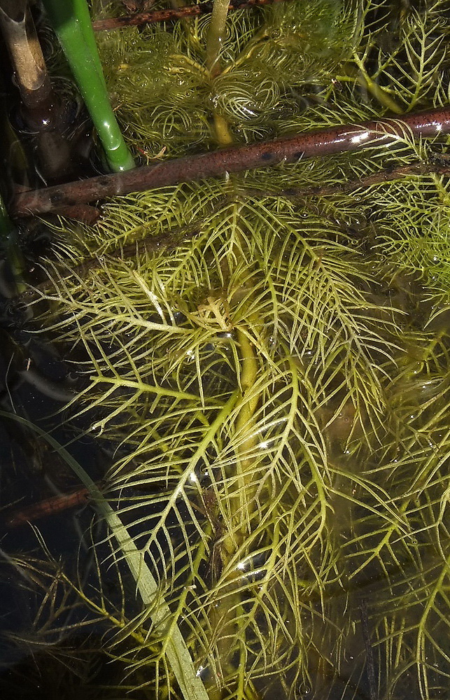 Image of Hottonia palustris specimen.