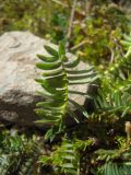 Oxytropis albana