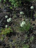 Allium stellerianum. Цветущее растение на сухом каменистом склоне. Иркутская область, окр. г. Нижнеудинска, гора Коблук. 11.08.2012.