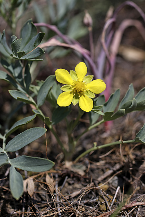 Image of Potentilla orientalis specimen.