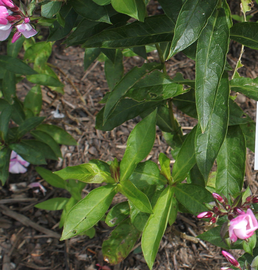Image of Phlox paniculata specimen.