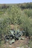 Stubendorffia orientalis. Плодоносящее растение. Южный Казахстан, нижний Боролдай, 2 км выше пос. Коктюбе. 02.06.2012.