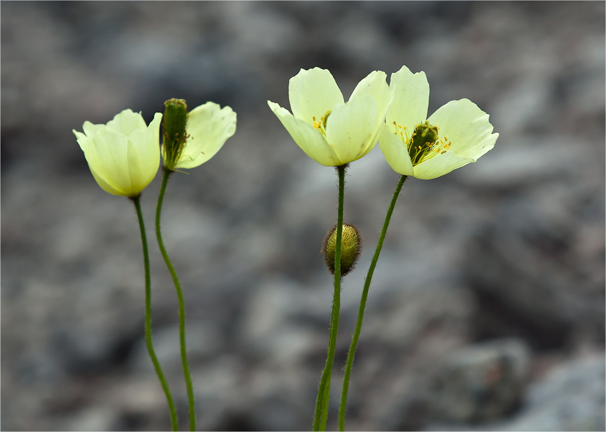 Изображение особи Papaver lapponicum.