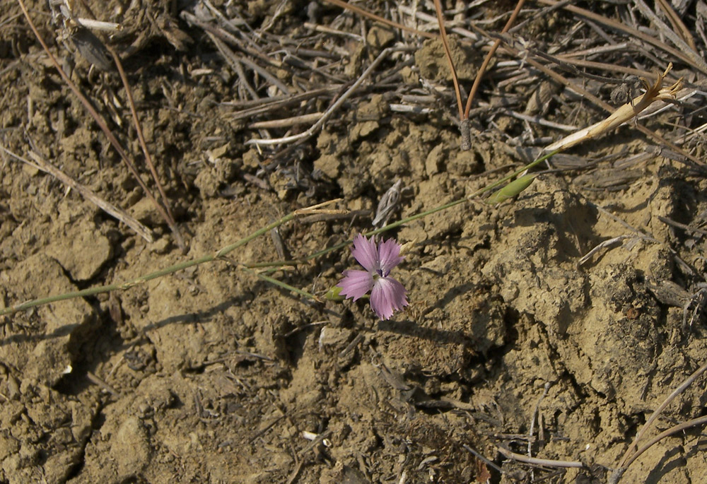 Изображение особи Dianthus bicolor.