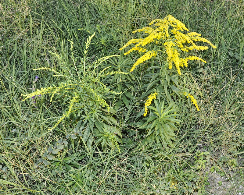 Image of genus Solidago specimen.