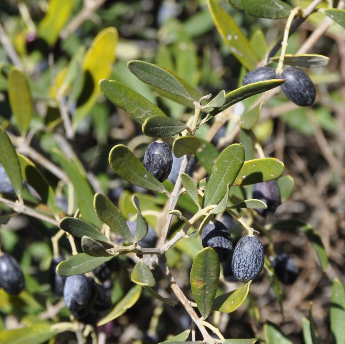 Image of Olea europaea specimen.