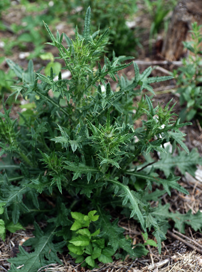 Изображение особи Cirsium vulgare.