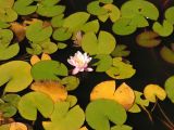 Nymphaea odorata