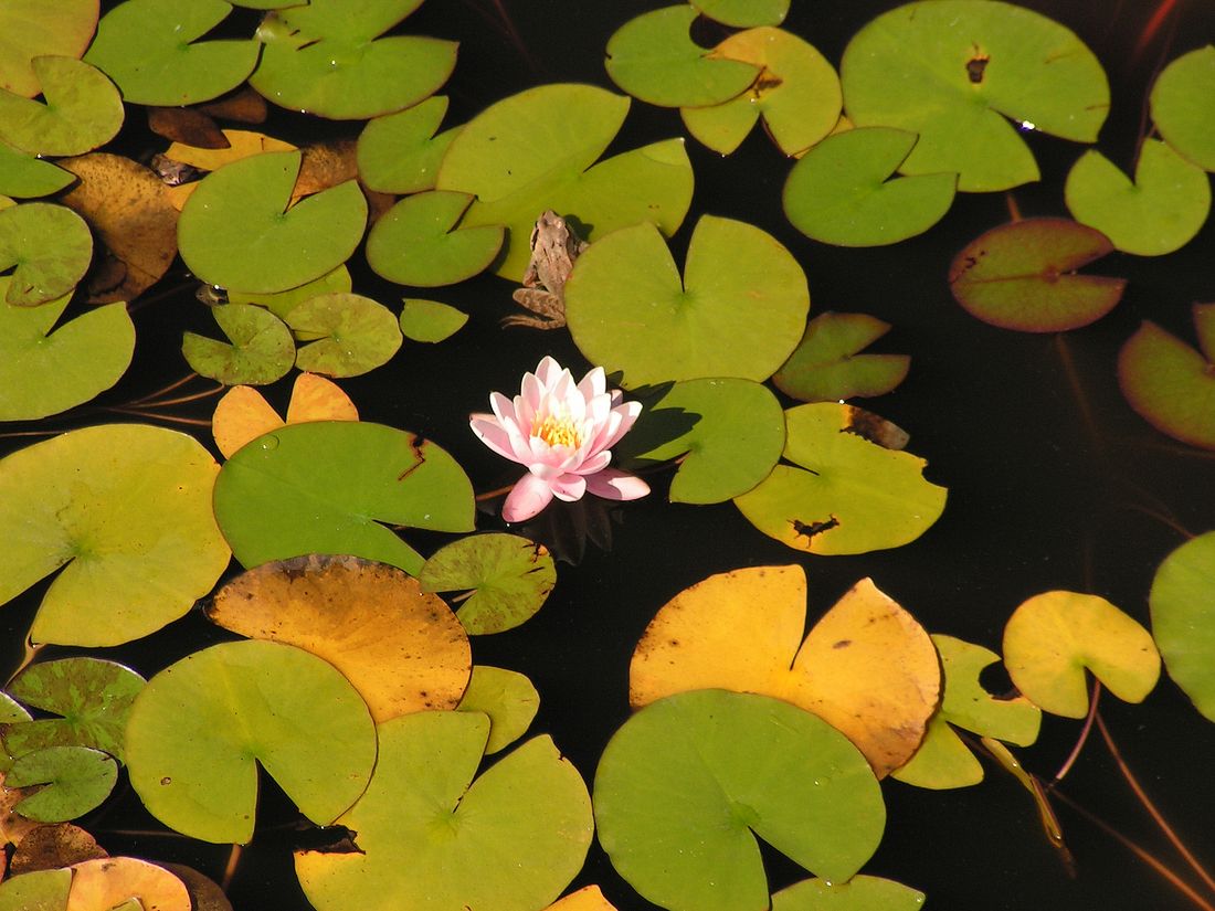 Image of Nymphaea odorata specimen.