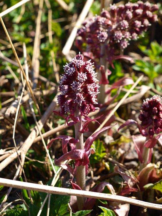 Image of Petasites hybridus specimen.