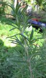 Rosmarinus officinalis. Верхушка молодой веточки. Израиль, г. Беэр-Шева, городское озеленение. 15.12.2012.
