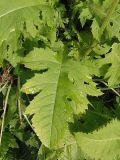 Cirsium oleraceum