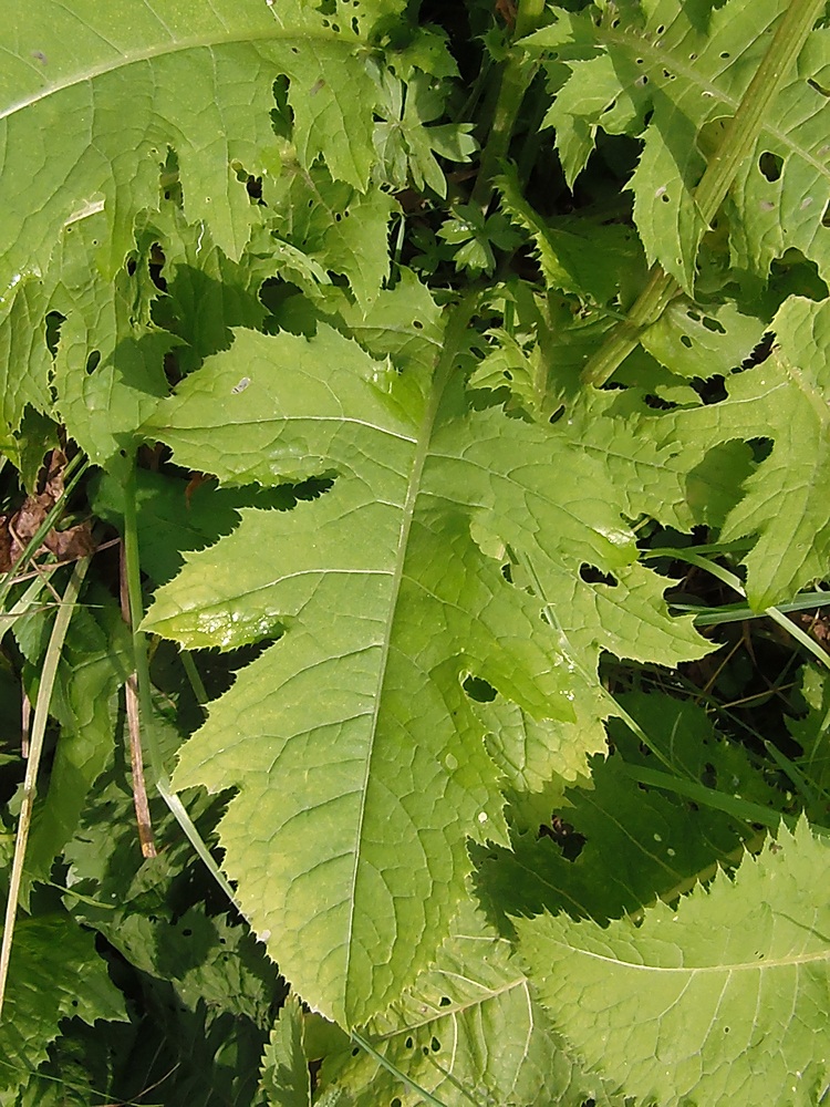 Изображение особи Cirsium oleraceum.