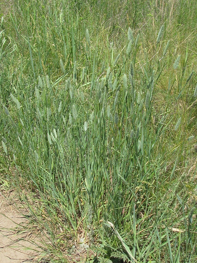 Изображение особи Agropyron pectinatum.