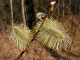 Salix caprea. Верхушка побега с мужскими соцветиями. Хабаровский край, Ванинский р-н, окр. пос. Высокогорный. 10.05.2012.