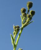 Hieracium duderhofense