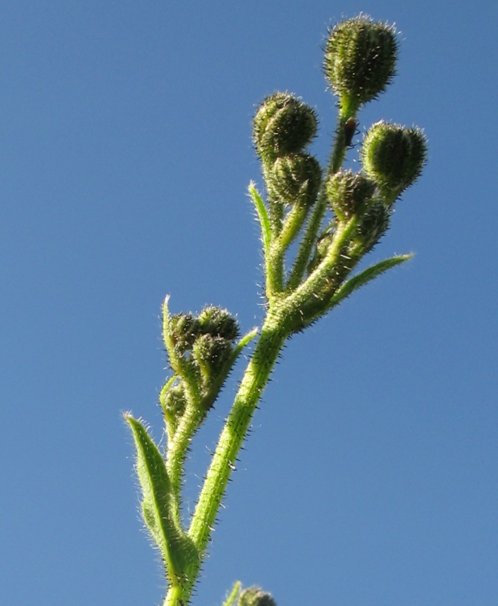 Изображение особи Hieracium duderhofense.