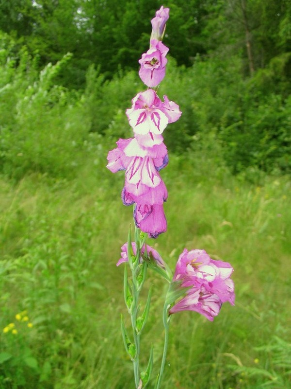 Image of Gladiolus imbricatus specimen.