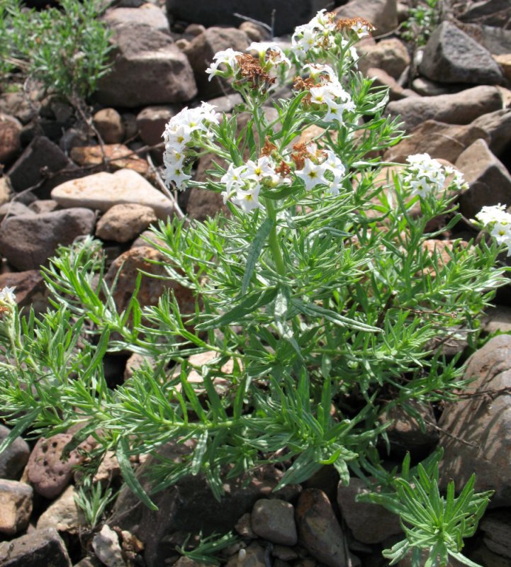 Изображение особи Argusia rosmarinifolia.