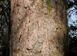 Pinus sylvestris. Средняя часть ствола взрослого дерева. Германия, г. Кемпен, у детской площадки. 25.03.2013.