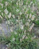 Plantago lagopus. Цветущие растения. Израиль, г. Беэр-Шева, рудеральное местообитание. 19.04.2013.
