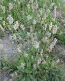 Plantago lagopus