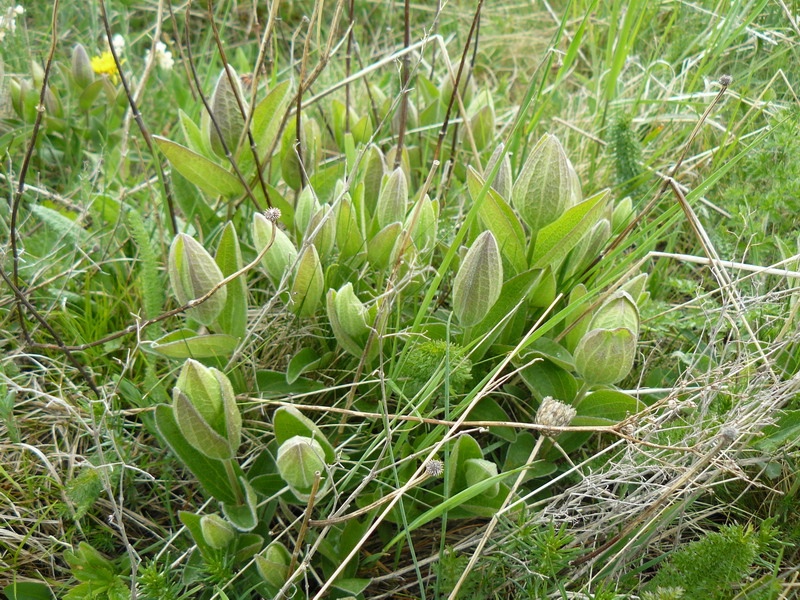 Изображение особи Clematis integrifolia.