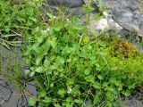 Cardamine regeliana