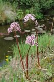 Darmera peltata