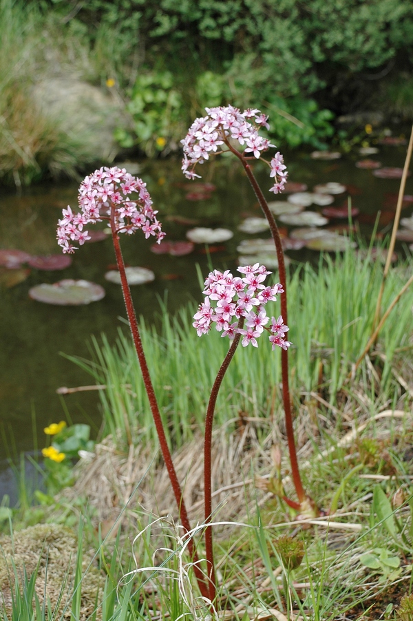 Изображение особи Darmera peltata.