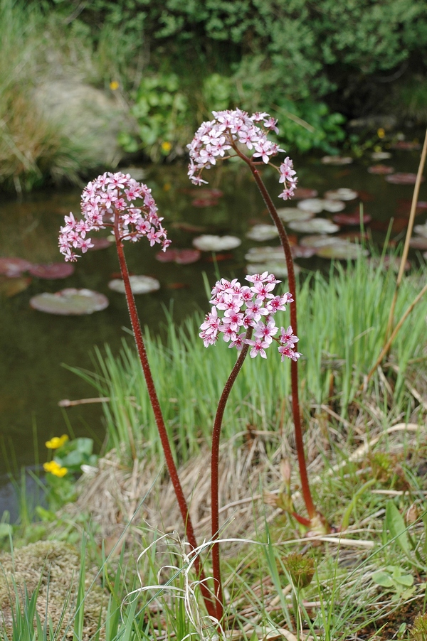 Image of Darmera peltata specimen.