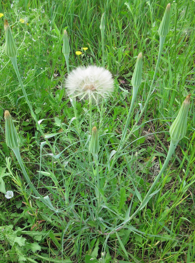 Изображение особи Tragopogon dubius ssp. major.